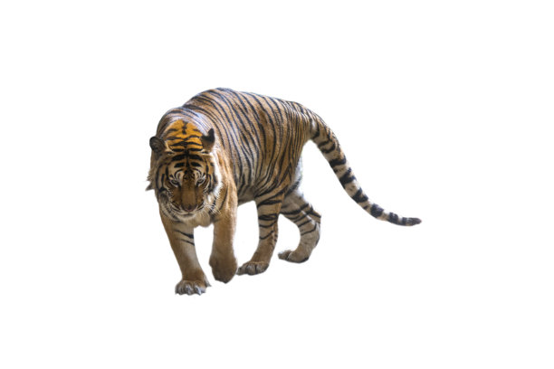 panthera