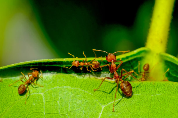 arthropod
