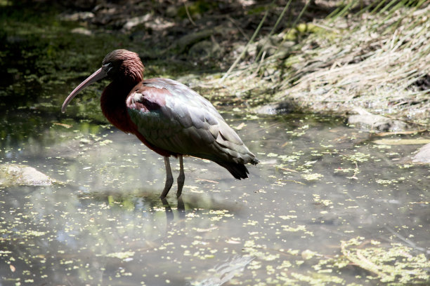 ibis