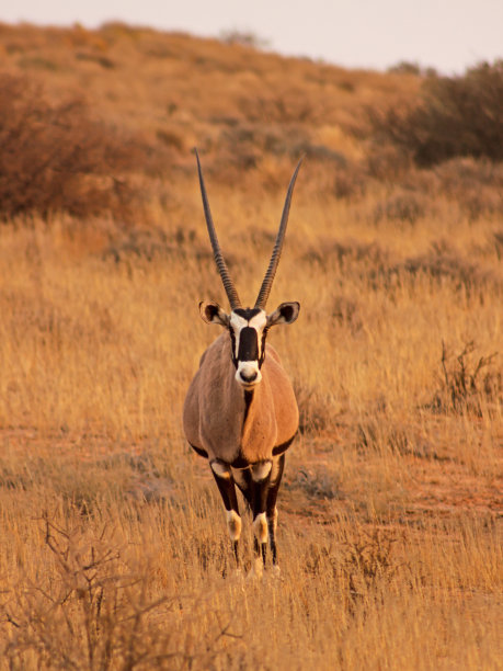 gemsbok