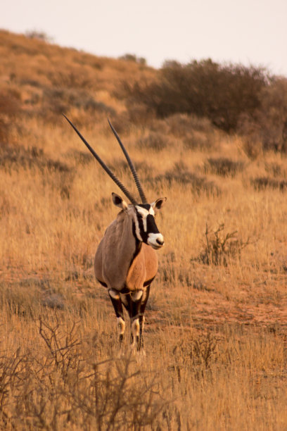 gemsbok