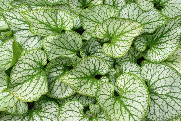 brunnera