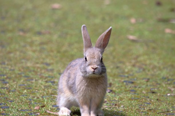 兔类动物