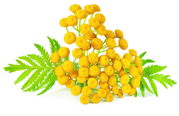 tanacetum