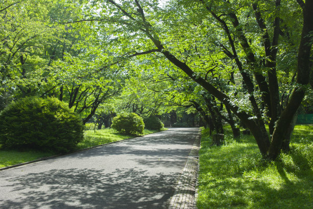 道路 蓝天 公园 树荫 阳光 