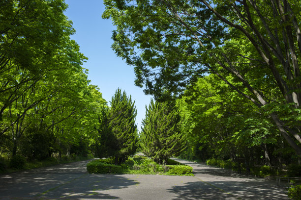 道路 蓝天 公园 树荫 阳光 