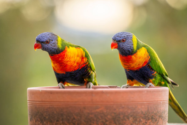 lorikeets