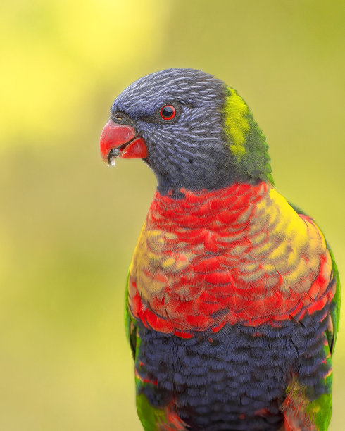 lorikeets