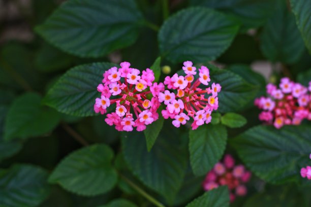 lantana