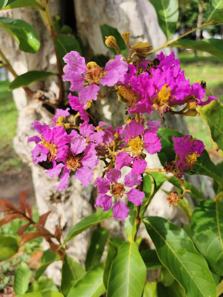 热带森林中的花朵，泰国