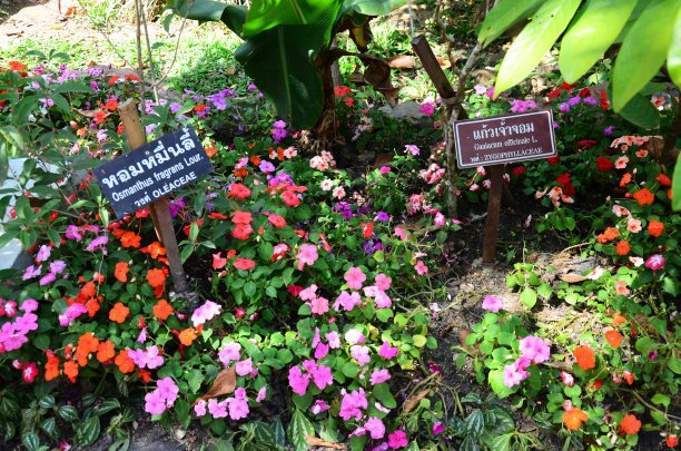 热带森林中的花朵，泰国