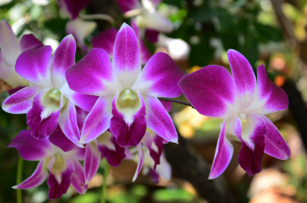 热带森林中的花朵，泰国