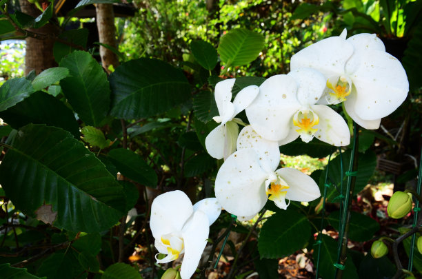 热带森林中的花朵，泰国