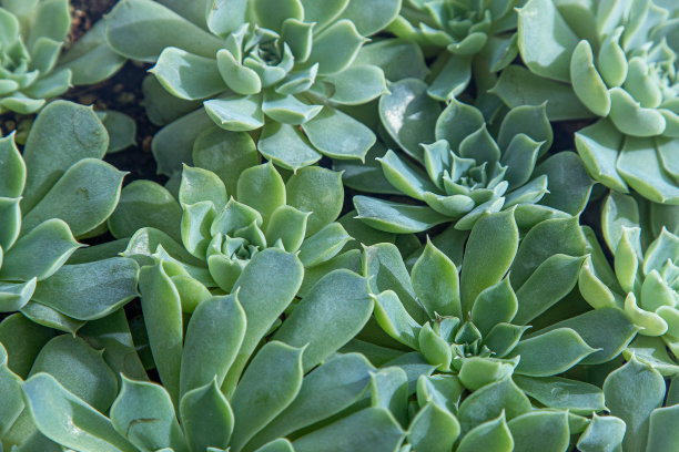 crassula