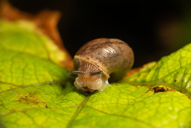 gastropod