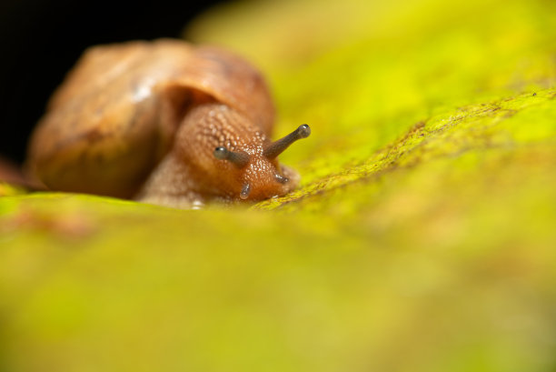 gastropod