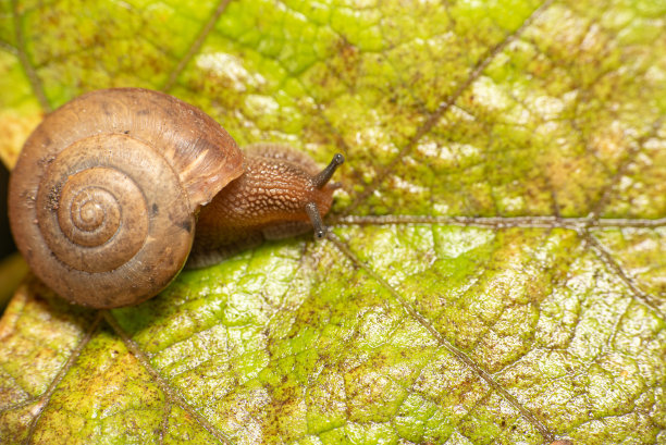 gastropod