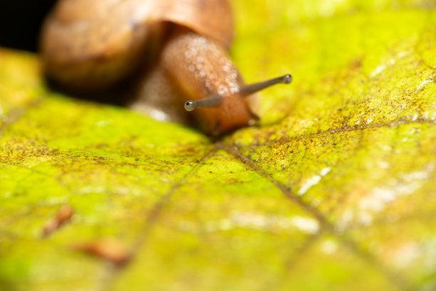 gastropod
