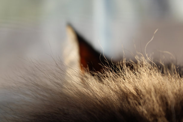 hairs