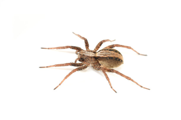 arachnid