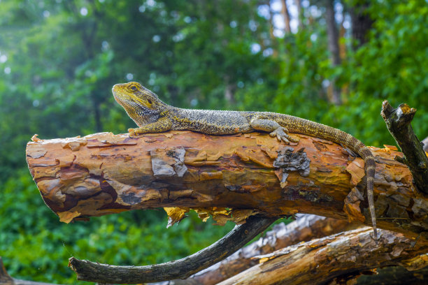 agama