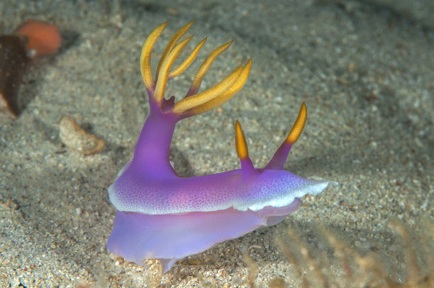 mollusk