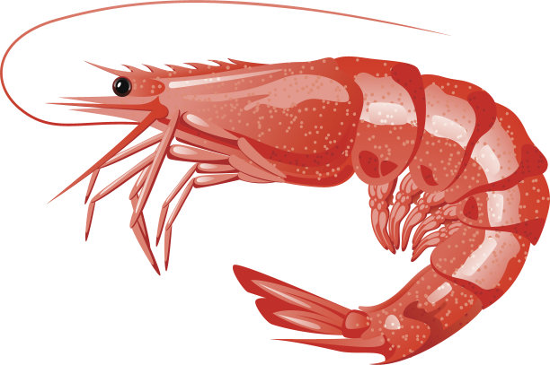 shrimps