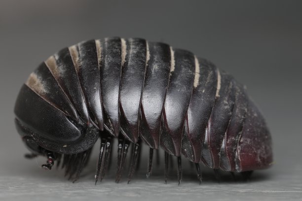 arthropod