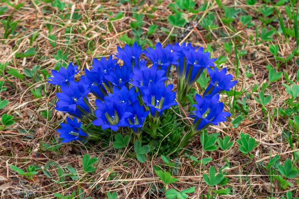 gentian