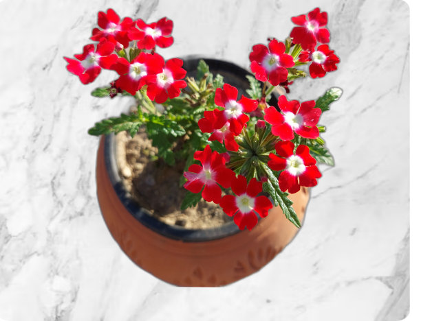 verbena