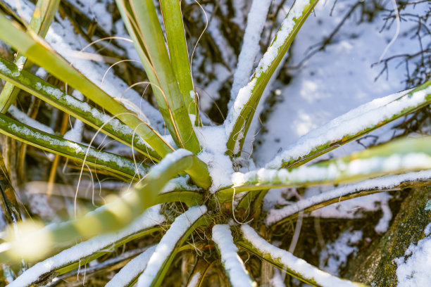 雪天仙人掌特写