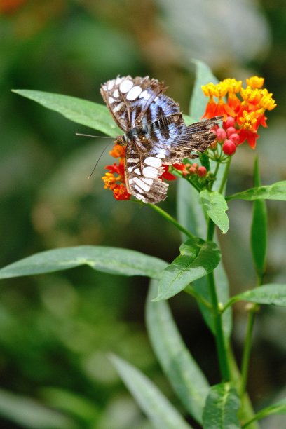 danaus