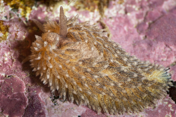 mollusk