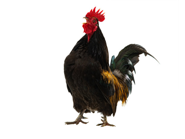 cock