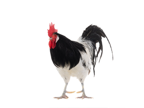 cock
