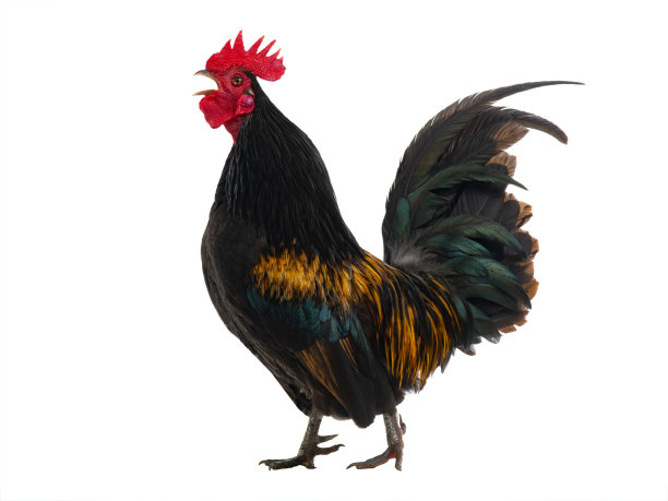 cock