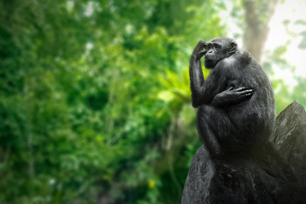 ape