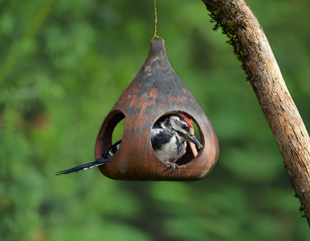 perched