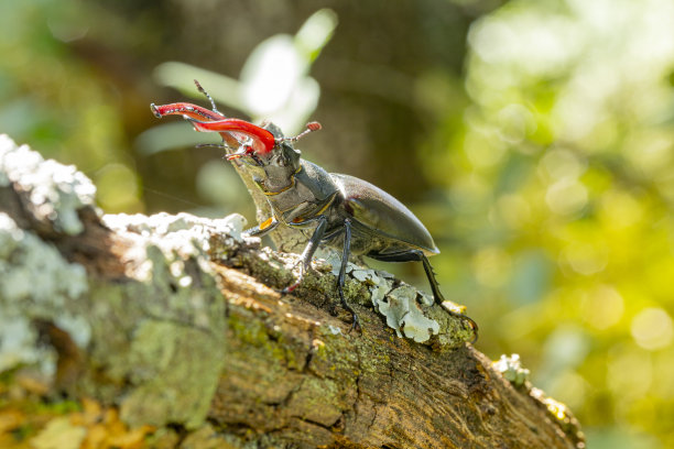 lucanus