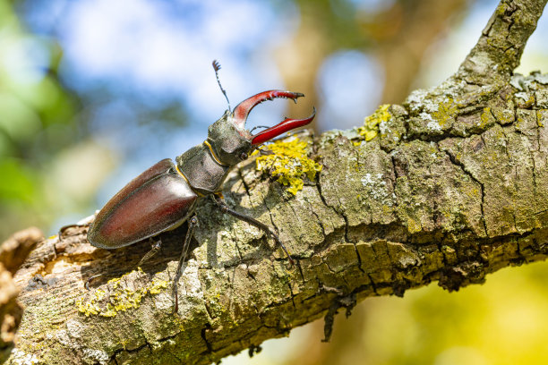 lucanus