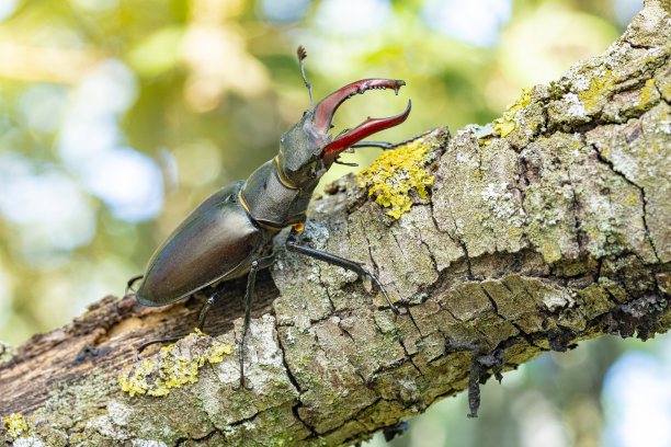 lucanus