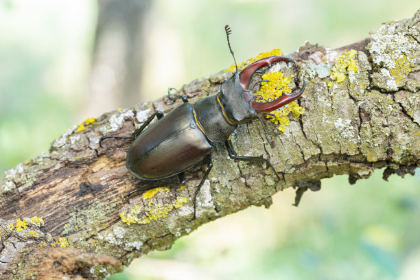 lucanus