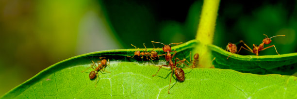 arthropod