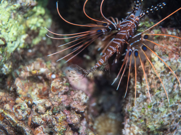 lionfish