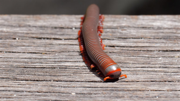 millipede