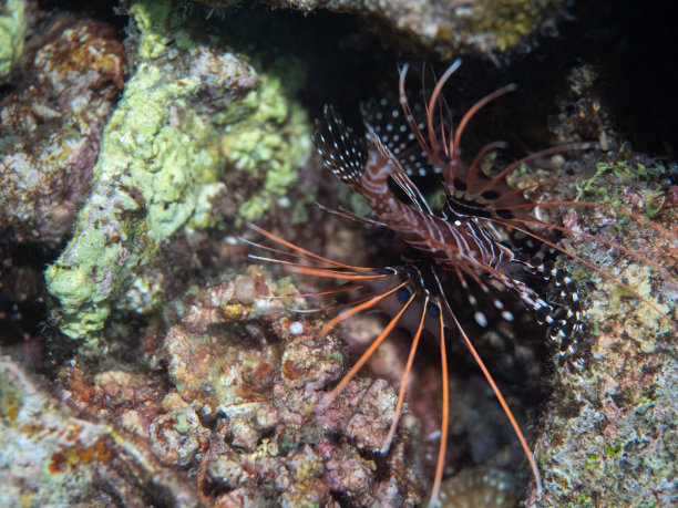 lionfish