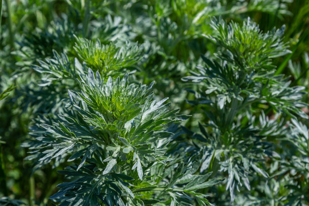 wormwood