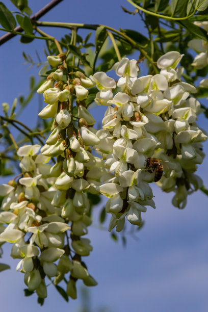 槐花 蜂蜜 高清图