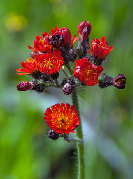 hawkweed
