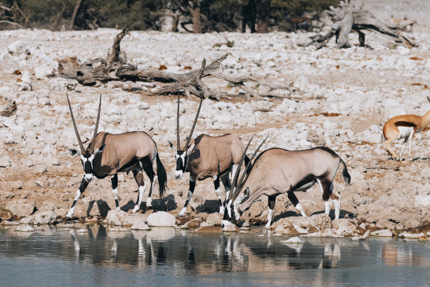 gemsbok